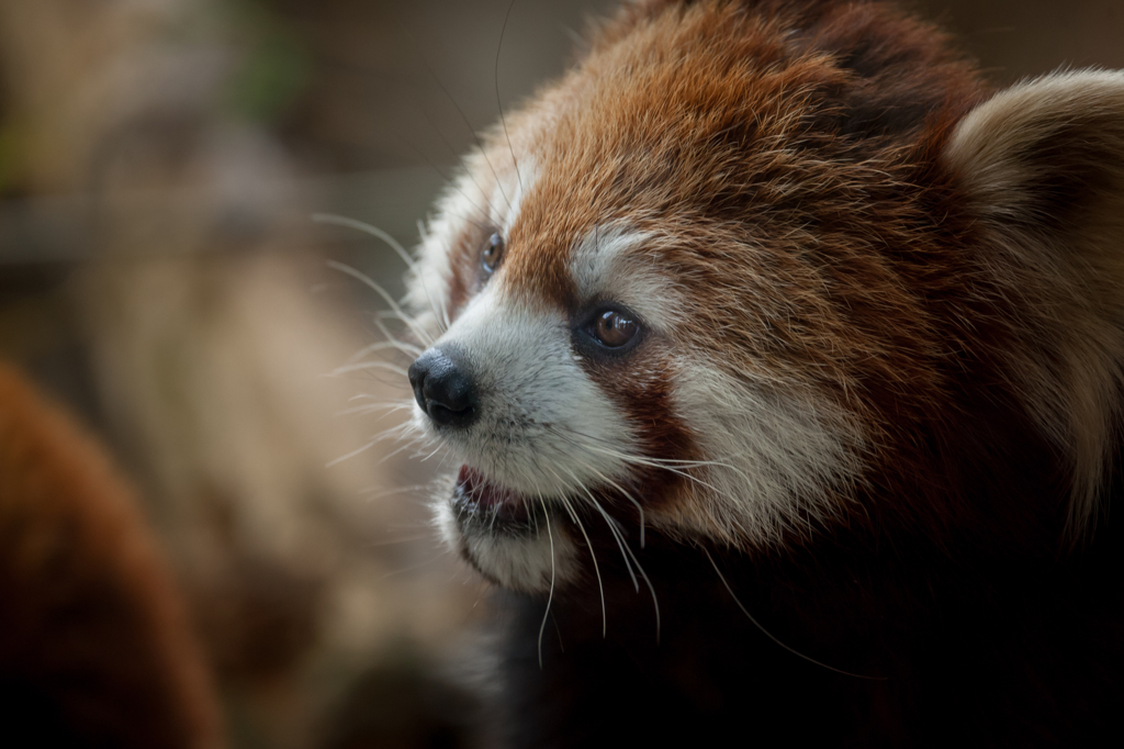 多摩動物公園