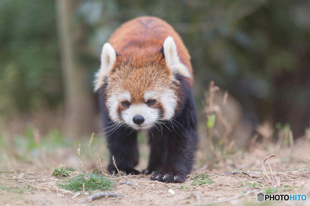 れさぱん