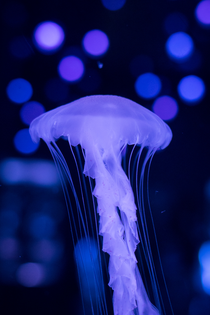 Jellyfish