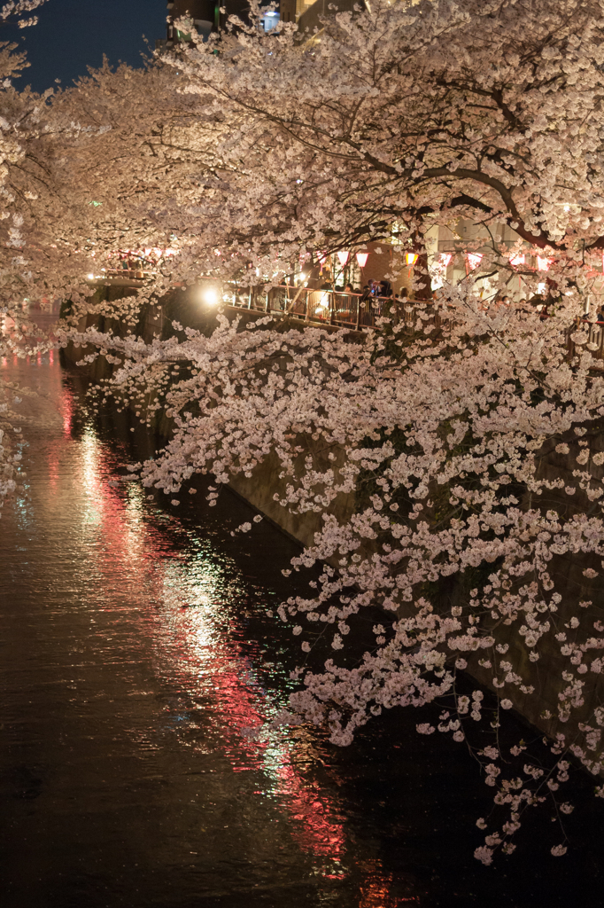 sakura