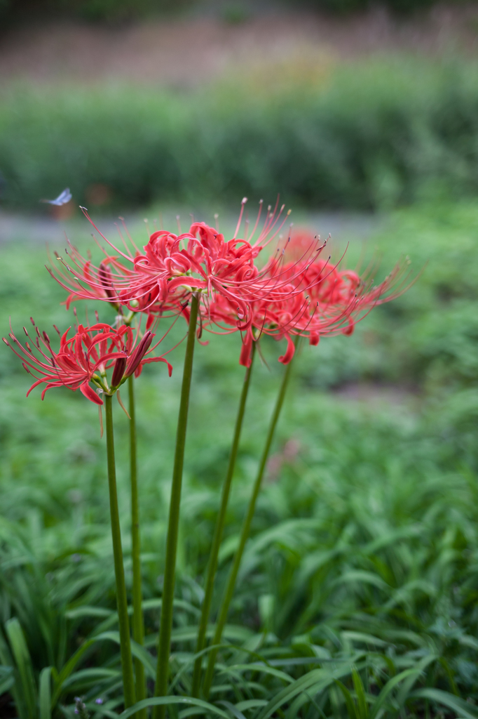 曼珠沙華