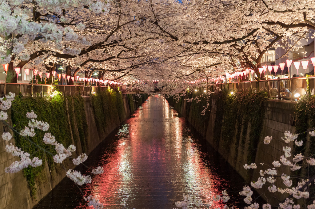 sakura