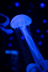 Jellyfish