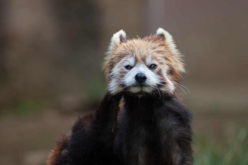 red panda