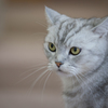 ねこ