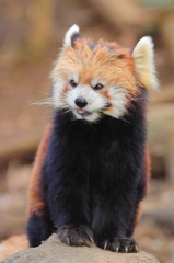 多摩動物公園