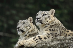 多摩動物公園