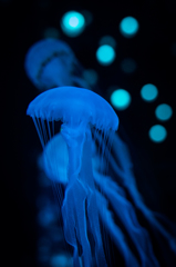 Jellyfish