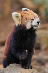 多摩動物公園