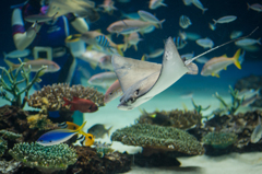 サンシャイン水族館