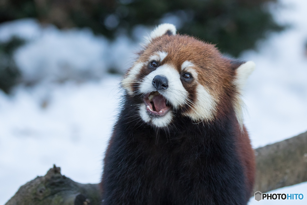 れさぱん in winter