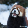 れさぱん in winter