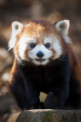 多摩動物公園