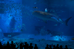 美ら海水族館