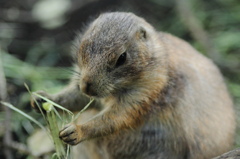 上野動物園