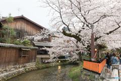 2017　桜