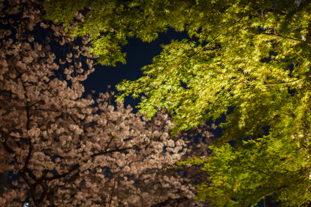 sakura