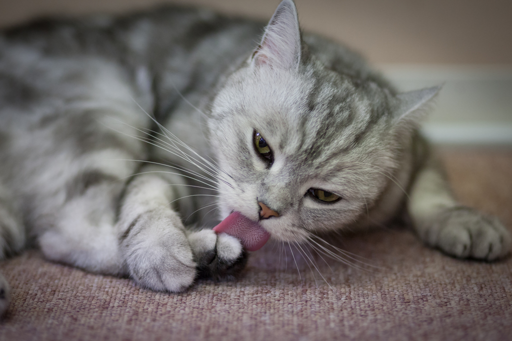 ねこ