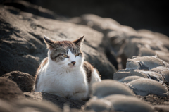ねこ