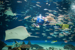 サンシャイン水族館