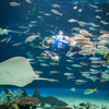 サンシャイン水族館