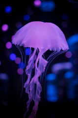 Jellyfish