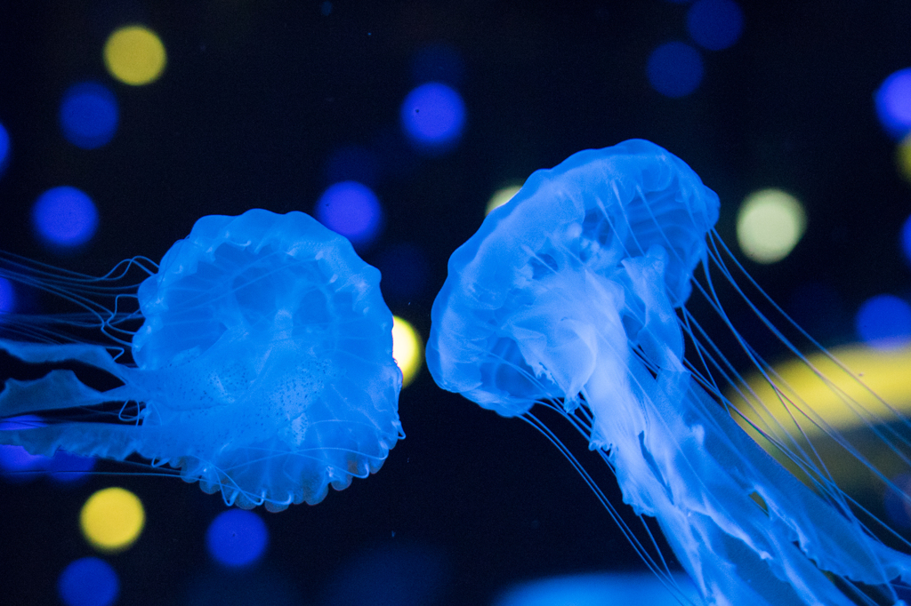 Jellyfish