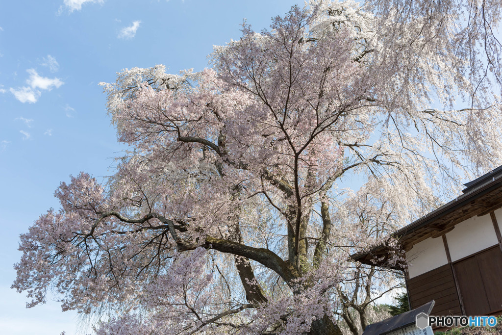 桜