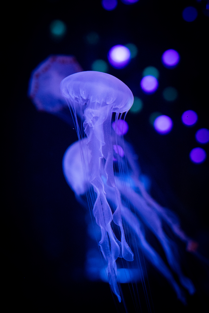 Jellyfish