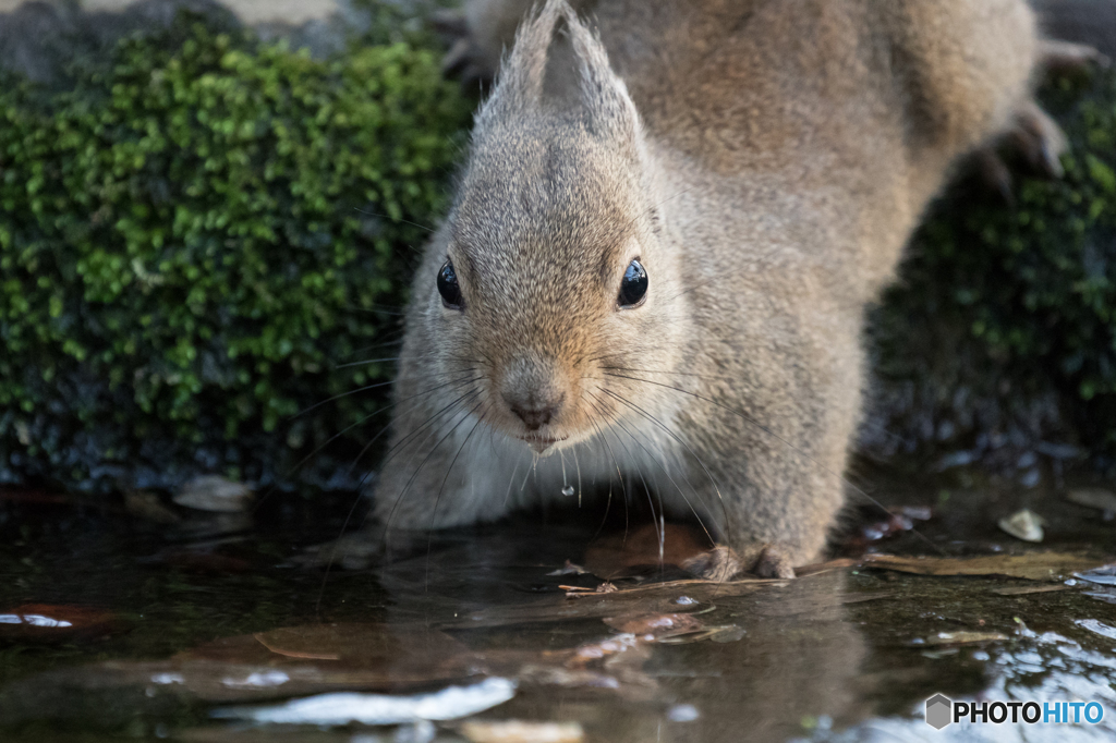 ニホンリス　in winter