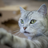 ねこ