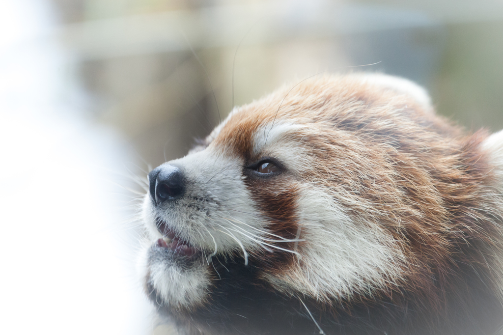 多摩動物公園