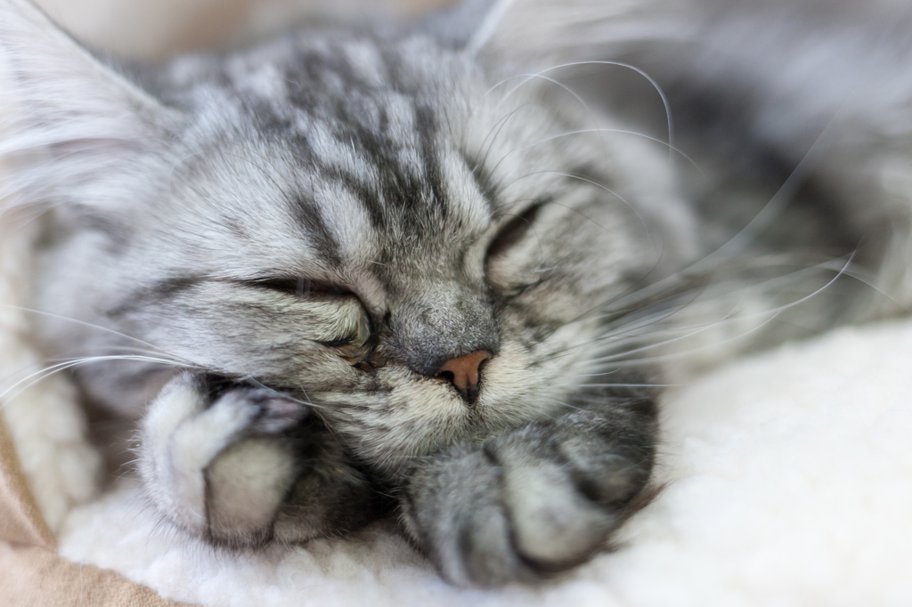 ねこ