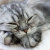 ねこ