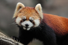 多摩動物公園