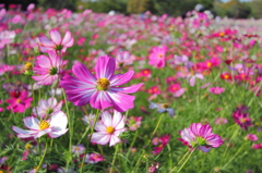 昭和記念公園