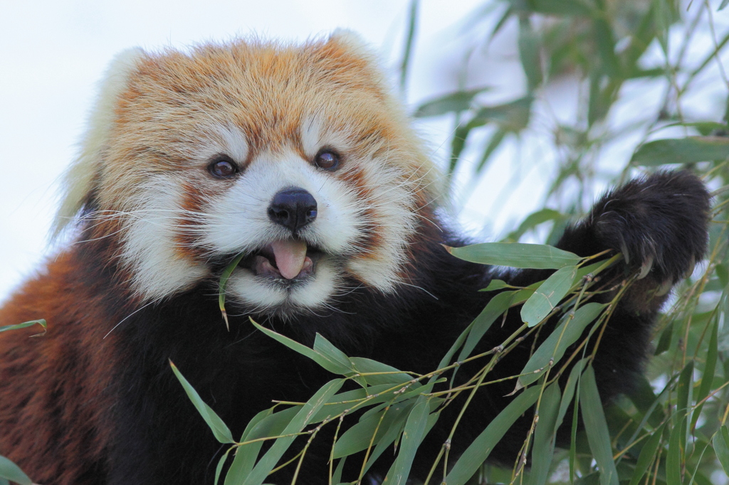 多摩動物公園