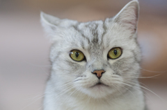 ねこ
