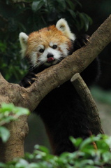 多摩動物公園