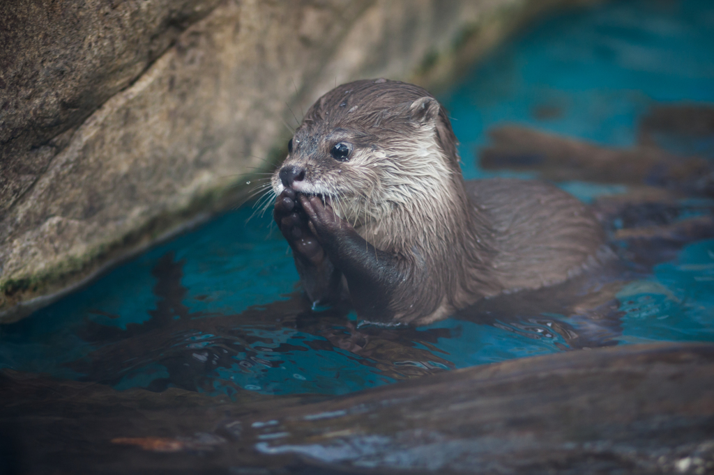 サンシャイン水族館