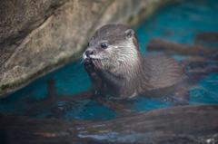 サンシャイン水族館