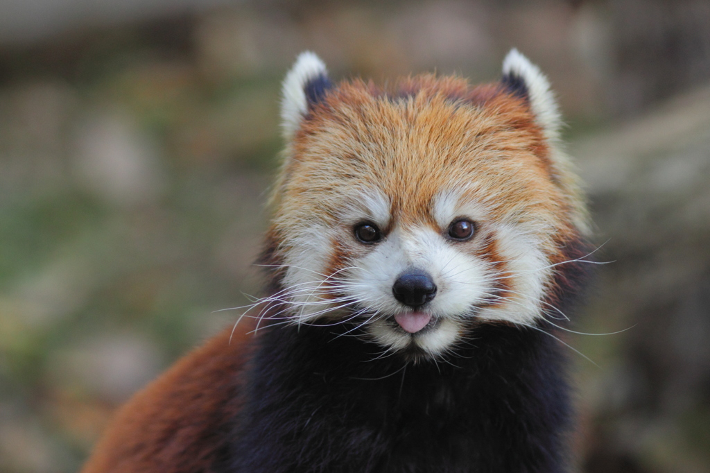 多摩動物公園