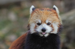 多摩動物公園