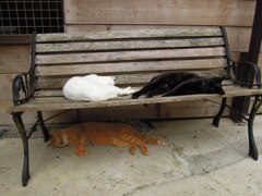 おひるねこ２