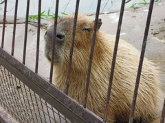 カピさん２