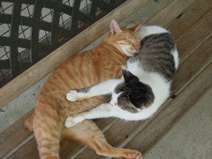 おひるねこ１