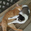 おひるねこ１
