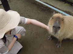 カピさん４