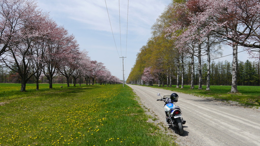 桜並木