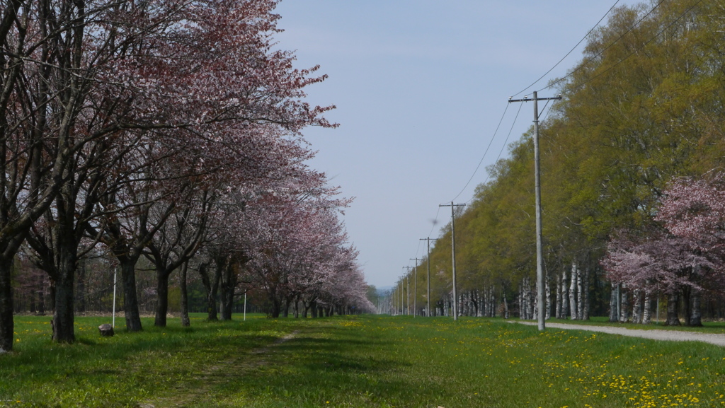 桜並木
